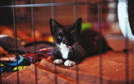 fosterkittendad exclusive model images