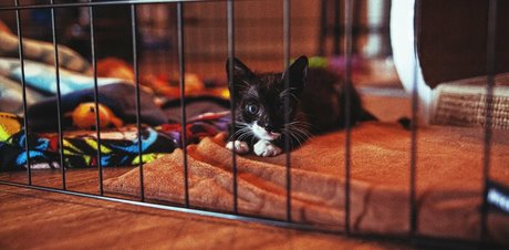 fosterkittendad pretty model images