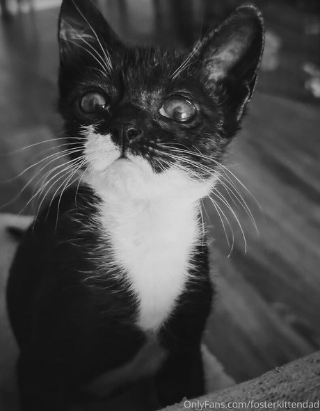 fosterkittendad pornstar nice photo