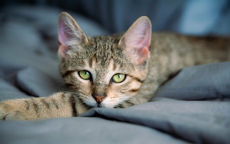 fosterkittendad best star photo