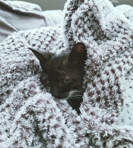 fosterkittendad erotic actress img