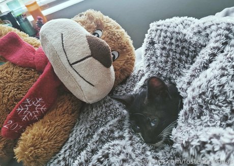 fosterkittendad model hot pictures