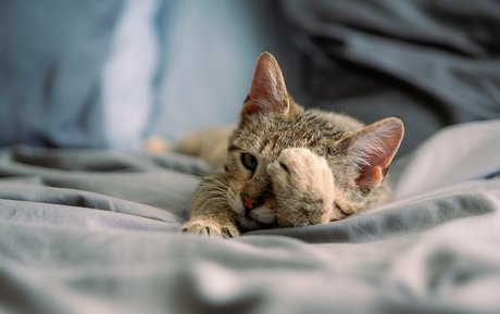 fosterkittendad star nudes image