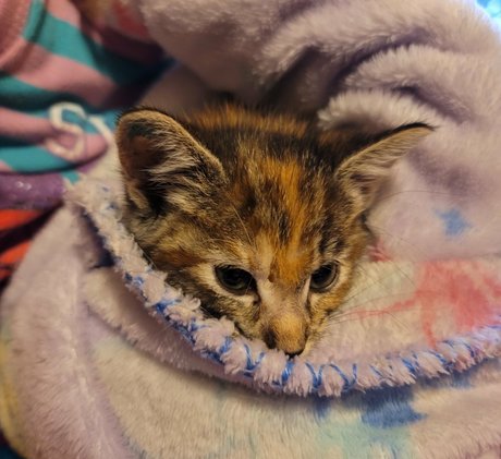 fosterkittendad best star photo