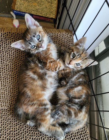 fosterkittendad pornstar beautiful picture