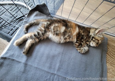 fosterkittendad nice star archive