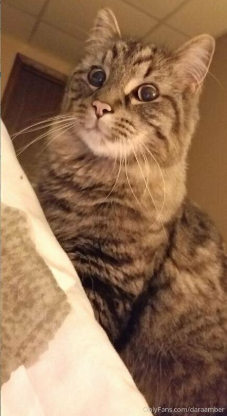 daraamber pornstar high quality picture