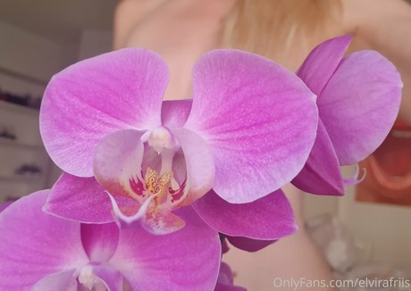 elvirafriis star art gallery