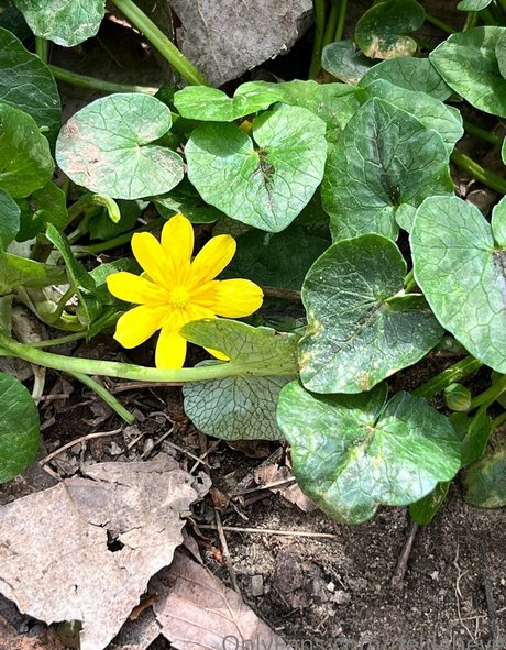 delilaheve nude star photos