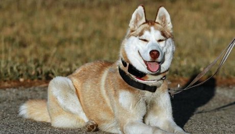 pech os porn actress pics