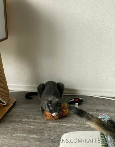 kattercup top model gallery