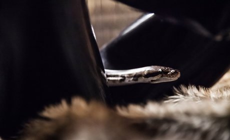 Rubberragdoll free model pic