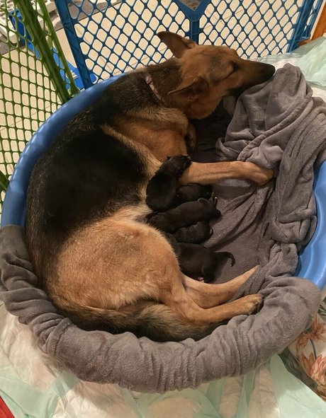 reallillyhallxx star free img