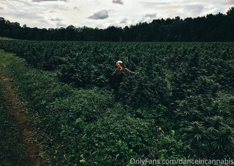 danceincannabis erotic pornstar image