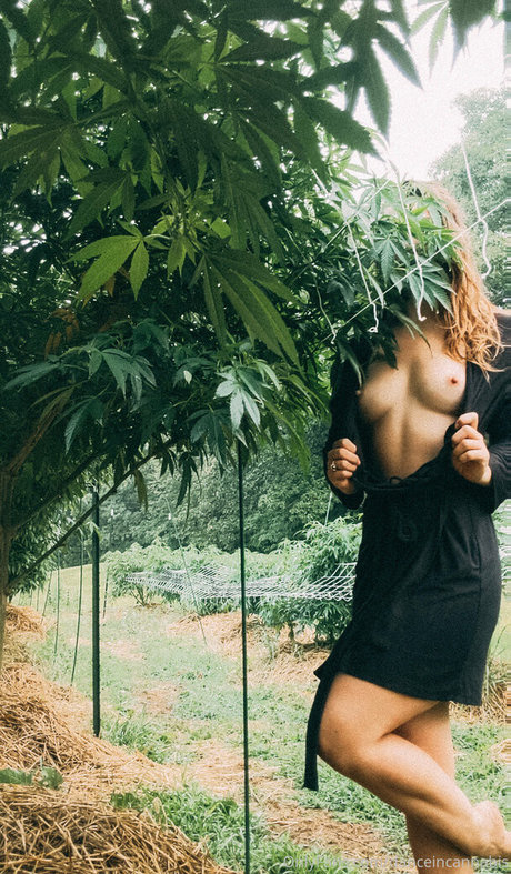 danceincannabis star sex galleries