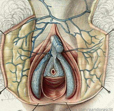 Pandorasclit star hd archive