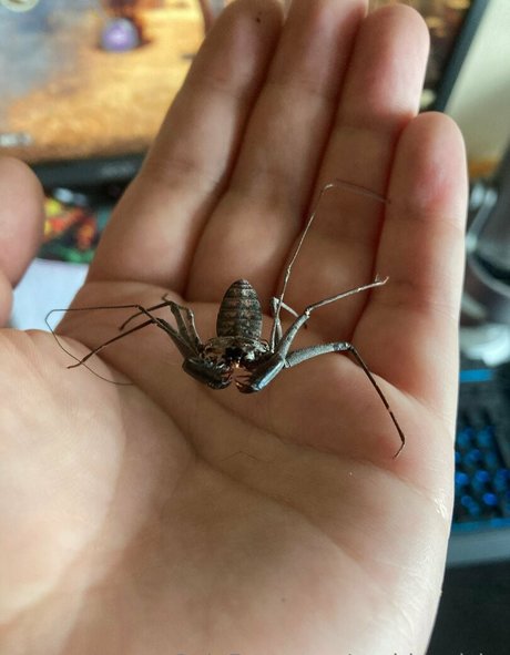 sushisquishy model top pic