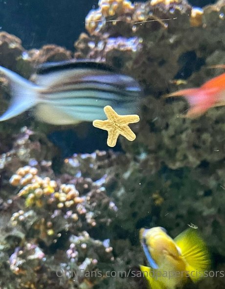 shawnie star nice gallery