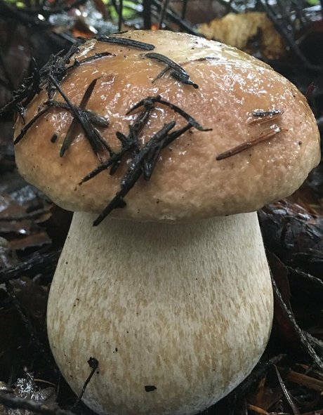 NSFWLeia adult star archive