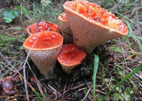 NSFWLeia beautiful actress img