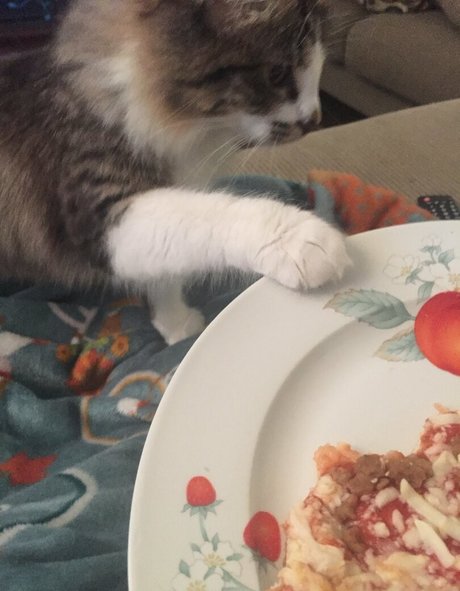 geminiscamp star erotic img