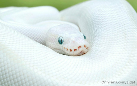 ajdat star xxx gallery