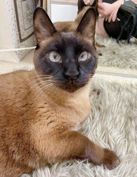 cumshot facial onlyfans pornos gallery