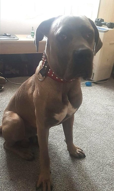 amyroseleal hot model img