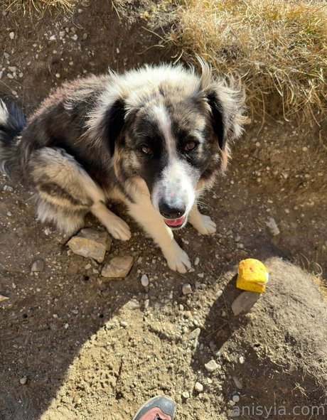 Anisyia_ erotic pornstar pics