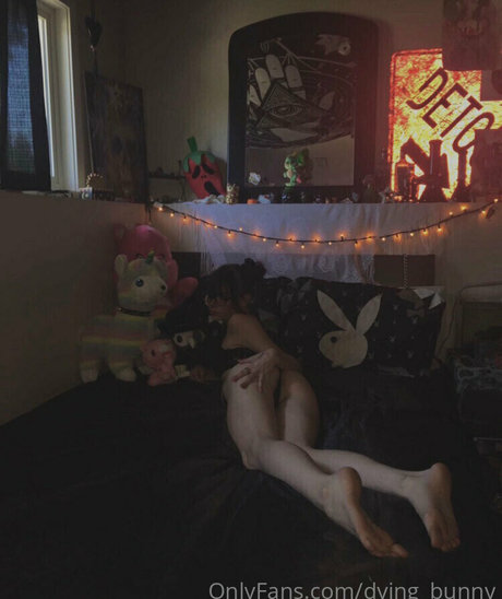 Dying bunny star free pictures