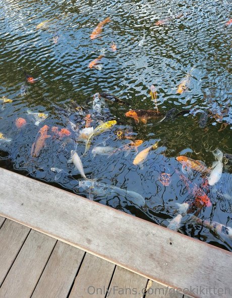 geekikitten hd star galleries