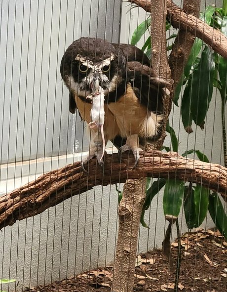 geekikitten star exclusive pic