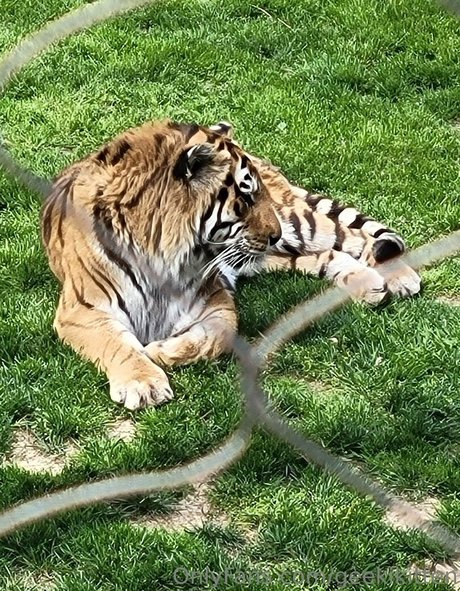 geekikitten nice pornstar pics