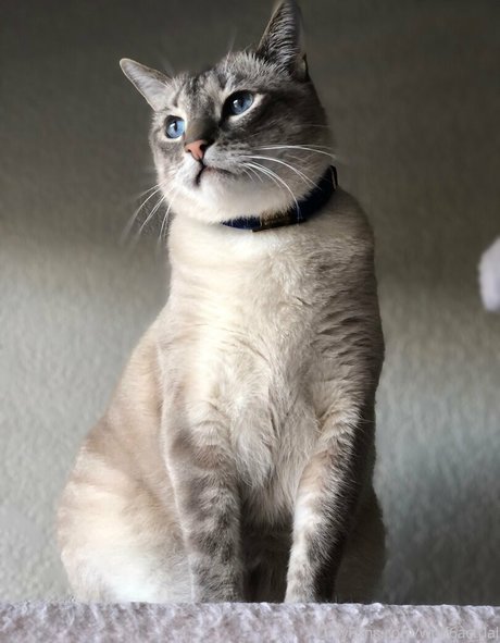 wolf6actual top model galleries