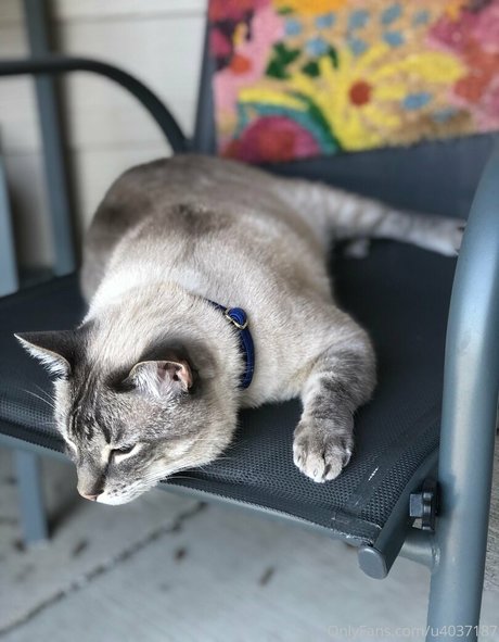 wolf6actual hd model pictures