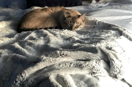 wolf6actual hd star pics