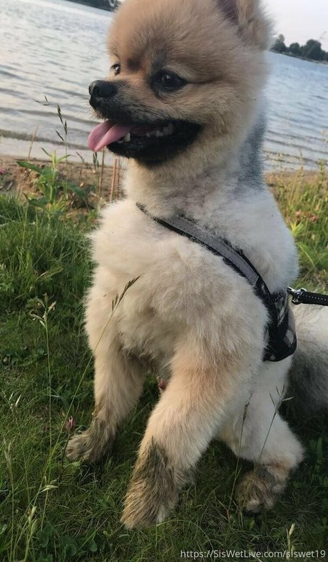 siswetlive hot pornstar images