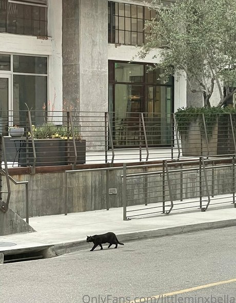 littleminxbella perfect pornstar image