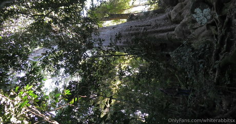 whiterabbitsx free pornstar picture