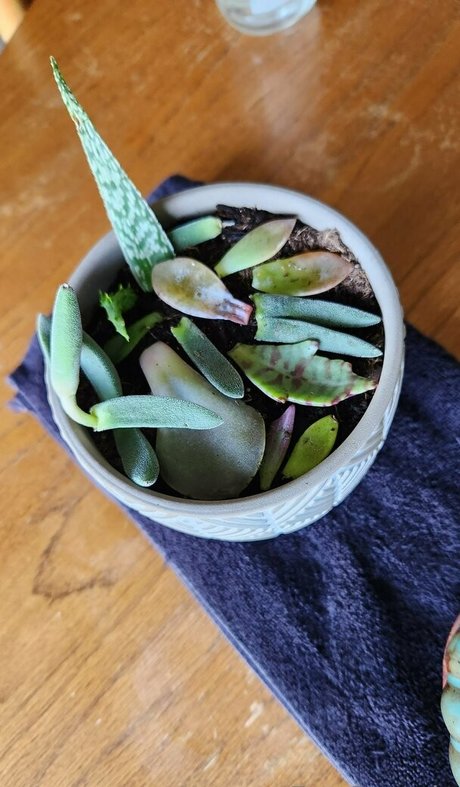 fey octavia free nude actress pic