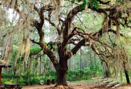 dream candy nude actress picture