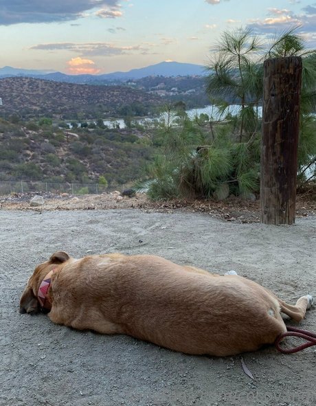 cocovandi model pictures