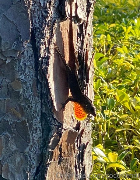 virgin onlyfans porn galleries