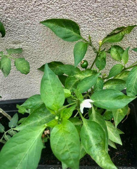 femboy lingerie onlyfans art nude img