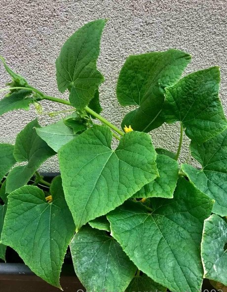 sweet 2002 star high quality photo