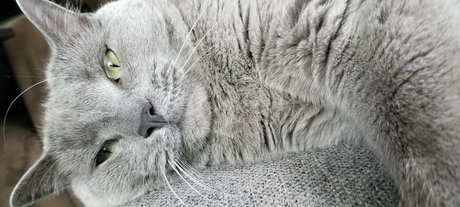 andromedanekoclub model art photo