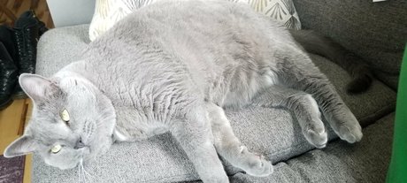 andromedanekoclub nude model pic