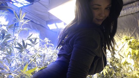 Soyacide perfect model archive