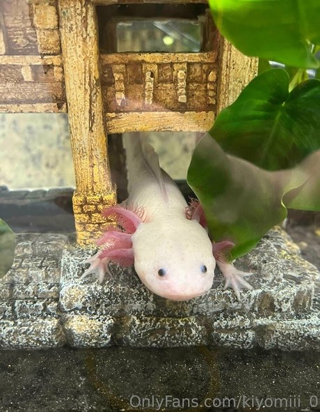 kiyomiii 0 art actress pic