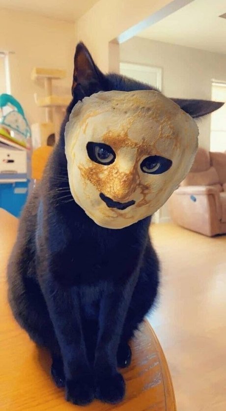 Oheekolts star perfect pictures